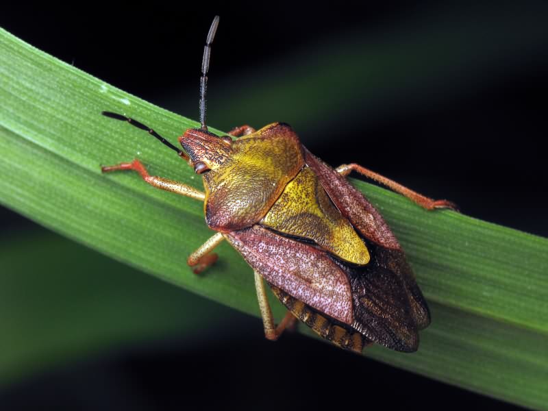 Carpocoris purpureipennis (De Geer, 1773)